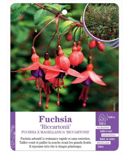 FUCHSIA X MAGELLANICA RICCARTONII (*)