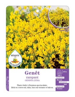 GENISTA LYDIA voir Genêt rampant (*)