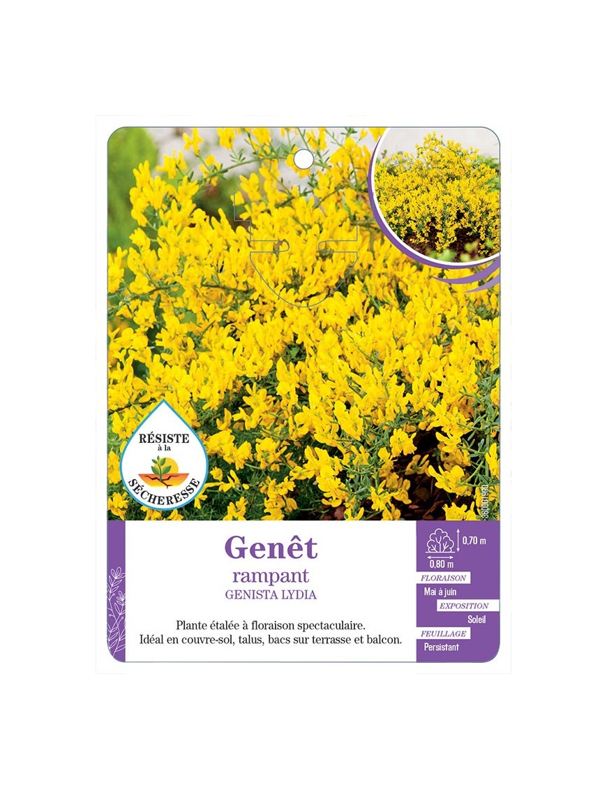 GENISTA LYDIA voir Genêt rampant (*)