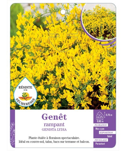 GENISTA LYDIA voir Genêt rampant (*)