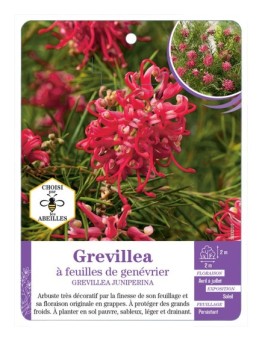 GREVILLEA JUNIPERINA à feuilles de genévrier