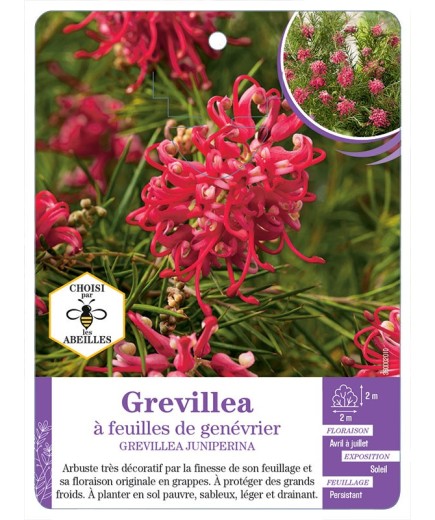GREVILLEA JUNIPERINA à feuilles de genévrier