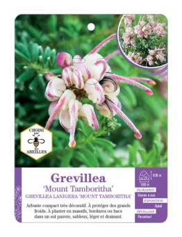 GREVILLEA Mount Tambouritha