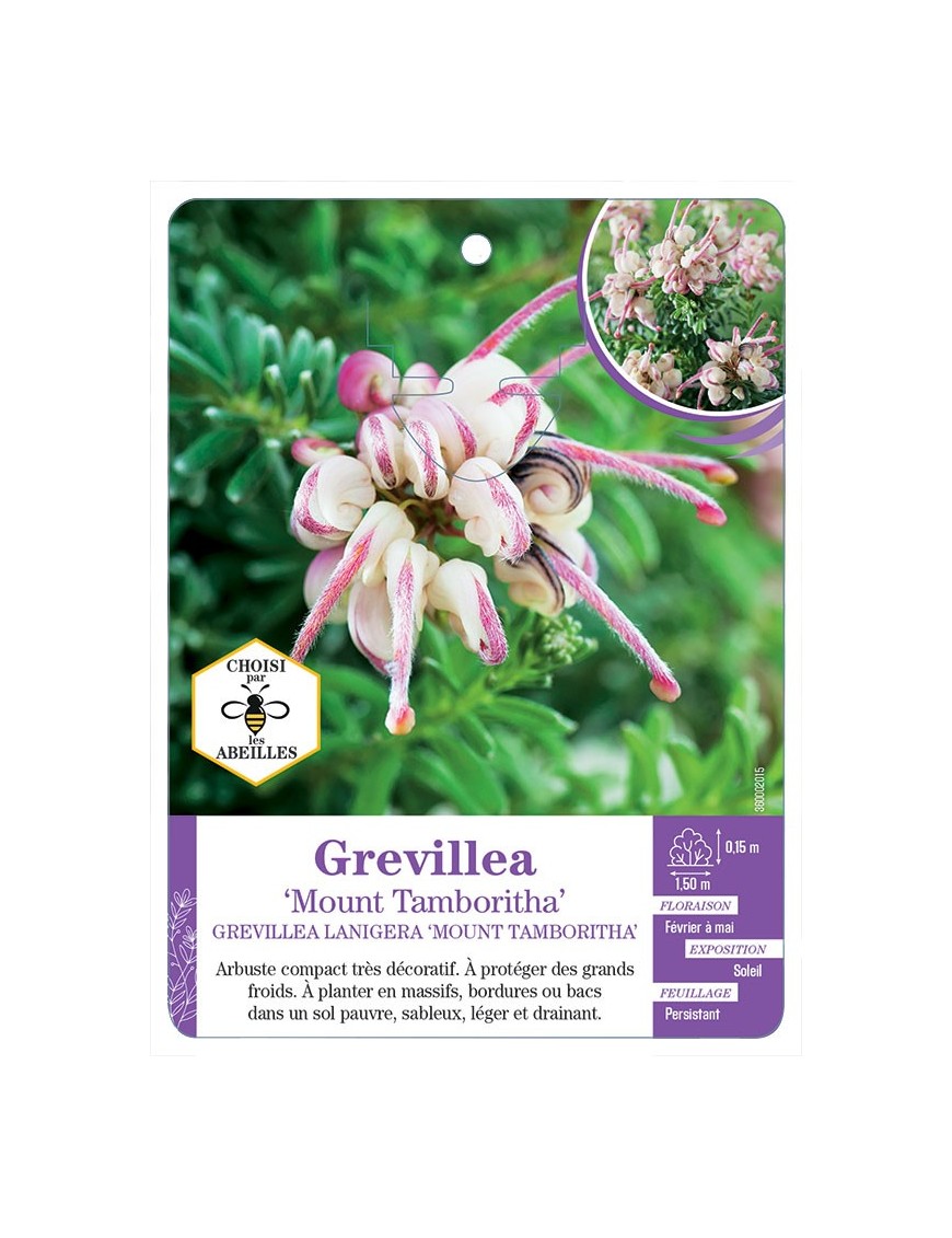 GREVILLEA Mount Tambouritha