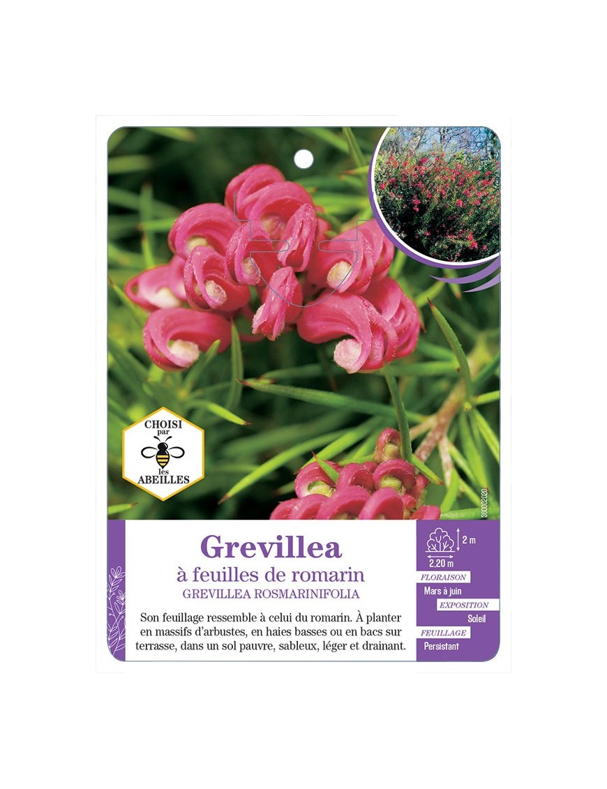 GREVILLEA ROSMARINIFOLIA à feuilles de romarin (*)