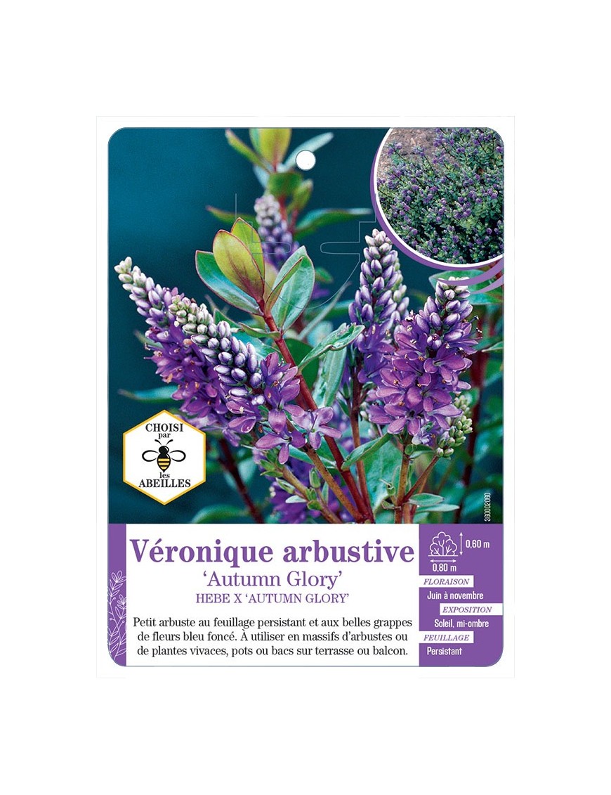 HEBE X AUTUMN GLORY voir Véronique arbustive (*)
