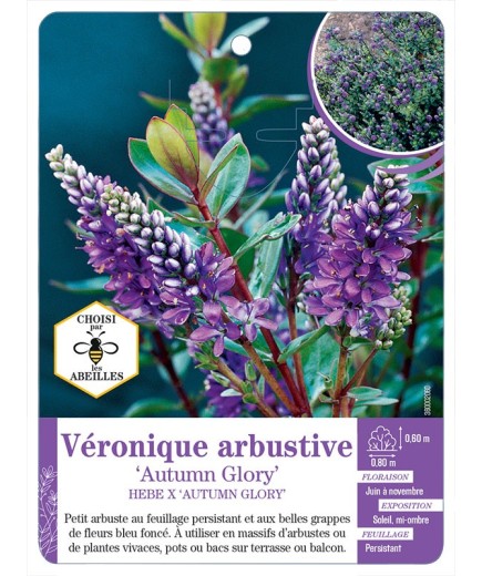 HEBE X AUTUMN GLORY voir Véronique arbustive (*)