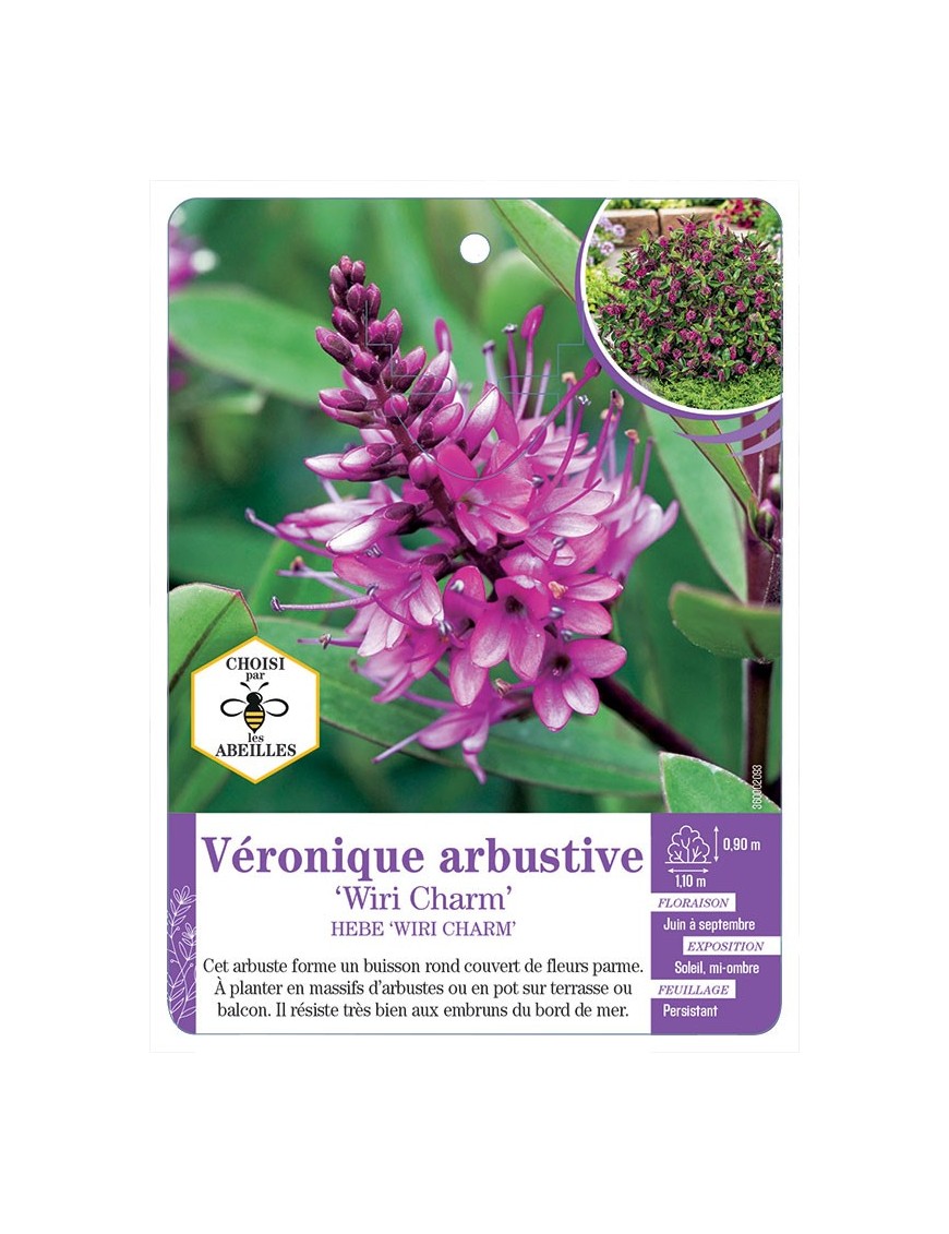 HEBE WIRI CHARM voir Véronique arbustive (*)