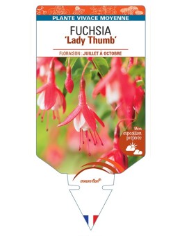 FUCHSIA Lady Thumb