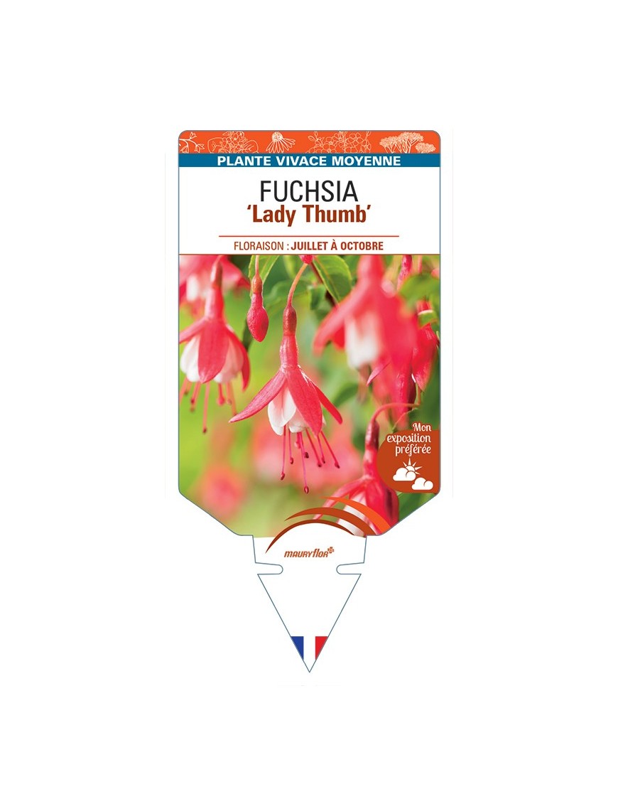 FUCHSIA Lady Thumb