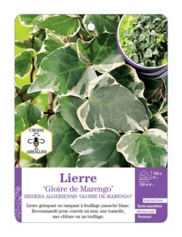 HEDERA ALGERIENSIS GLOIRE DE MARENGO voir Lierre (*)