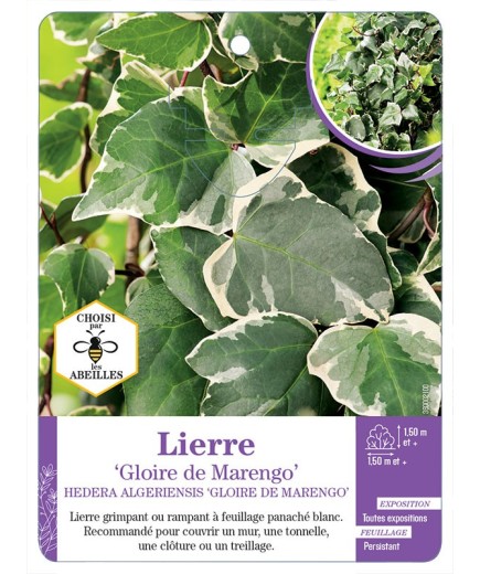 HEDERA ALGERIENSIS GLOIRE DE MARENGO voir Lierre (*)
