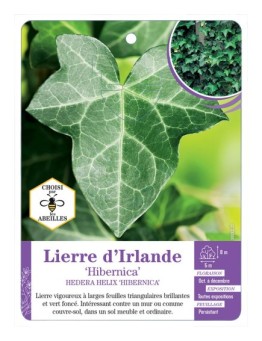 HEDERA HELIX HIBERNICA voir Lierre d Irlande (*)