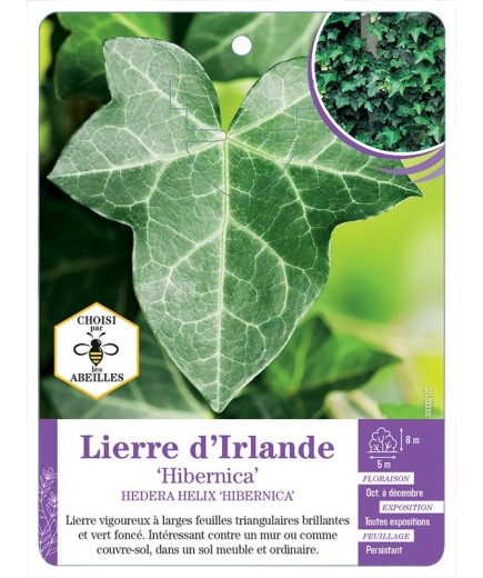 HEDERA HELIX HIBERNICA voir Lierre d Irlande (*)