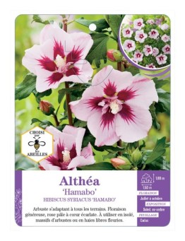 HIBISCUS SYRIACUS HAMABO voir Althéa