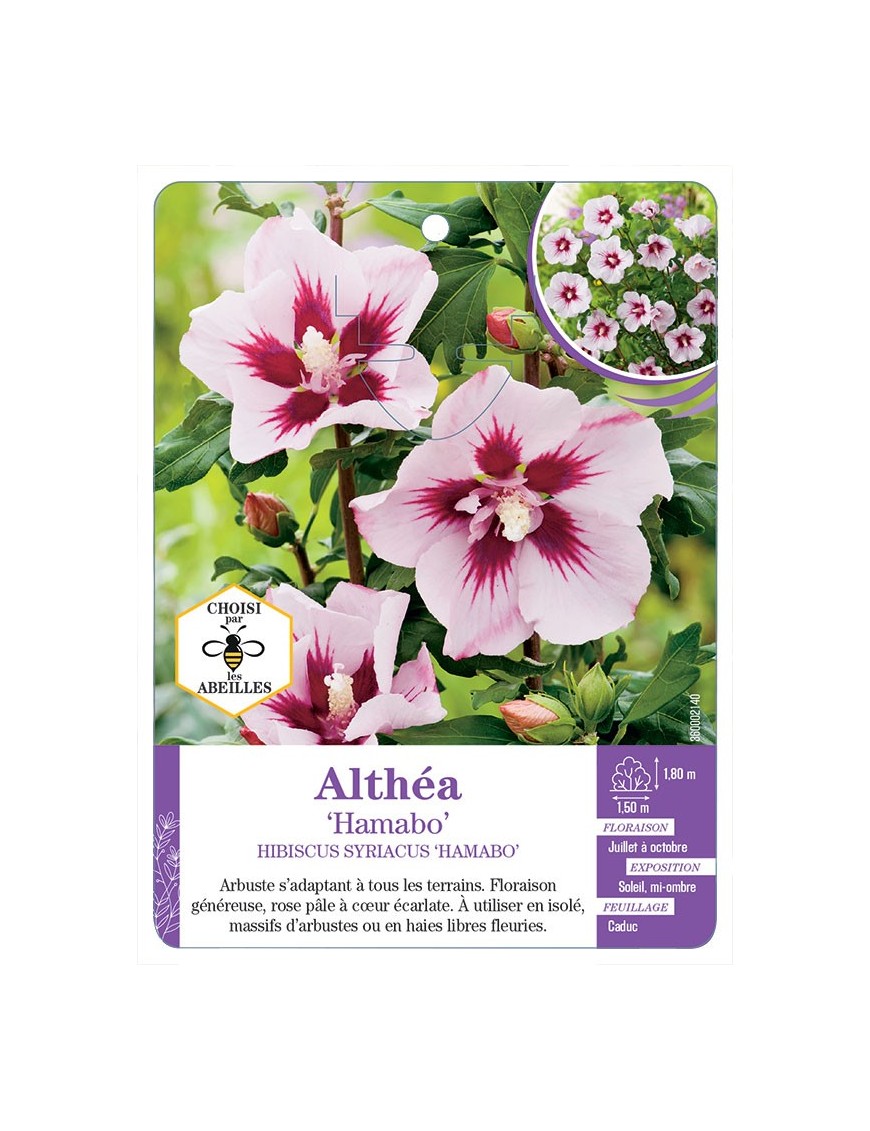 HIBISCUS SYRIACUS HAMABO voir Althéa