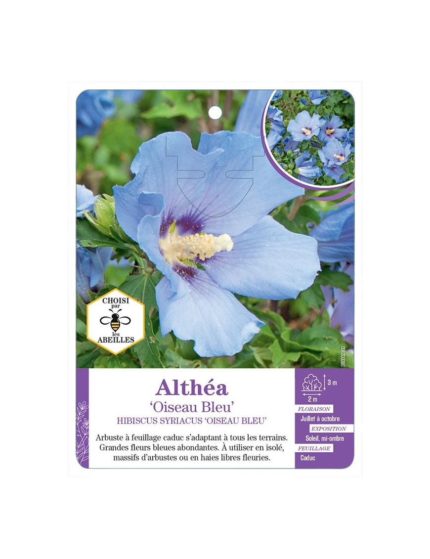 HIBISCUS SYRIACUS OISEAU BLEU voir Althéa