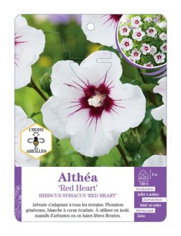 HIBISCUS SYRIACUS RED HEART voir Althéa (*)