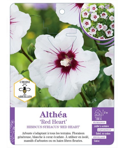 HIBISCUS SYRIACUS RED HEART voir Althéa (*)