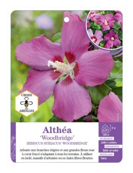 HIBISCUS SYRIACUS WOODBRIDGE voir Althéa