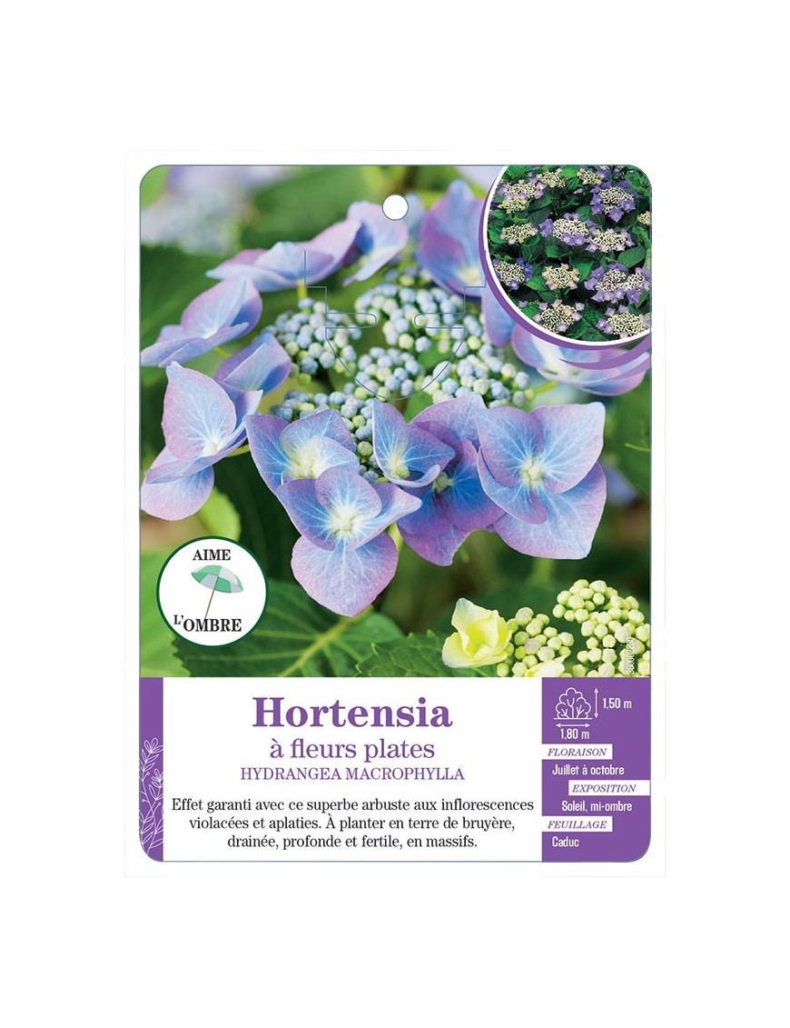 HYDRANGEA MACROPHYLLA voir Hortensia à fleurs plates (violet) (*)