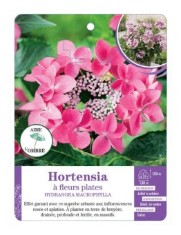 HYDRANGEA MACROPHYLLA voir Hortensia à fleurs plates (rose) (*)