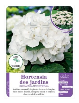 HYDRANGEA MACROPHYLLA voir Hortensia des jardins (blanc)