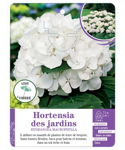 HYDRANGEA MACROPHYLLA voir Hortensia des jardins (blanc)