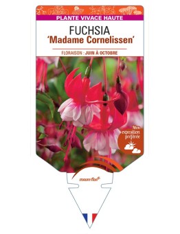 FUCHSIA Madame Cornelissen