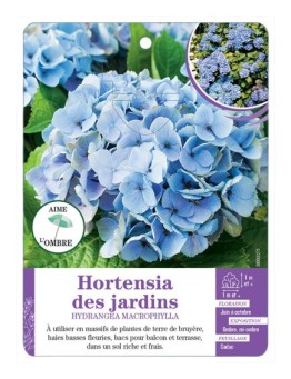 HYDRANGEA MACROPHYLLA voir Hortensia des jardins (bleu)