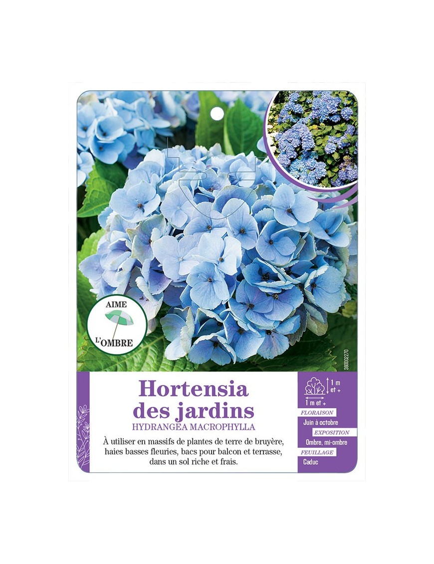HYDRANGEA MACROPHYLLA voir Hortensia des jardins (bleu)