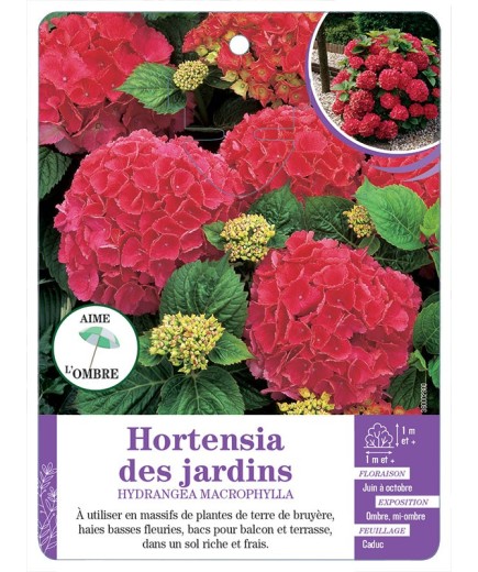 HYDRANGEA MACROPHYLLA voir Hortensia des jardins (rouge)