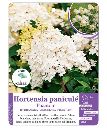HYDRANGEA PANICULATA PHANTOM voir Hortensia (*)