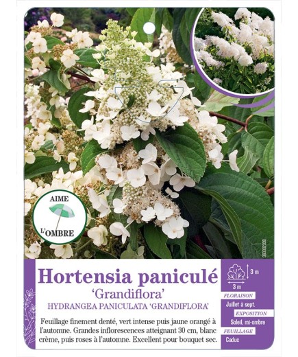 HYDRANGEA PANICULATA GRANDIFLORA voir Hortensia (*)