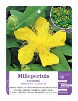 HYPERICUM CALYCINUM voir Millepertuis rampant (*)