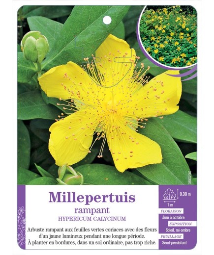 HYPERICUM CALYCINUM voir Millepertuis rampant (*)