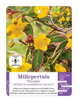 HYPERICUM X MOSERIANUM TRICOLOR voir Millepertuis (*)