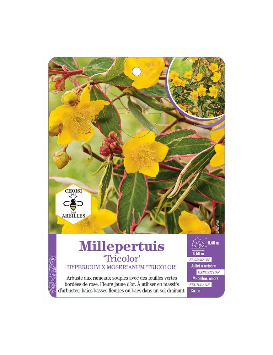 HYPERICUM X MOSERIANUM TRICOLOR voir Millepertuis (*)