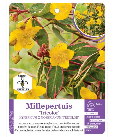 HYPERICUM X MOSERIANUM TRICOLOR voir Millepertuis (*)