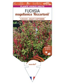 FUCHSIA magellanica Riccartonii