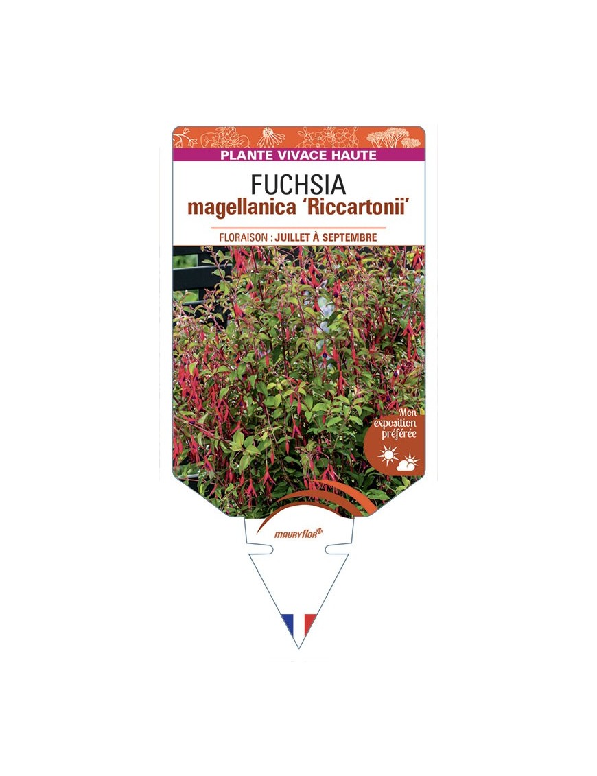 FUCHSIA magellanica Riccartonii