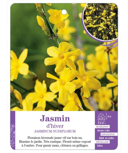 JASMINUM NUDIFLORUM voir Jasmin d hiver