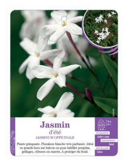JASMINUM officinalis voir Jasmin d été