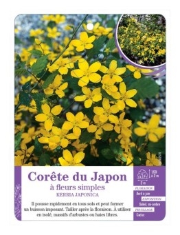 KERRIA JAPONICA voir Corête du Japon à fleurs simples (*)