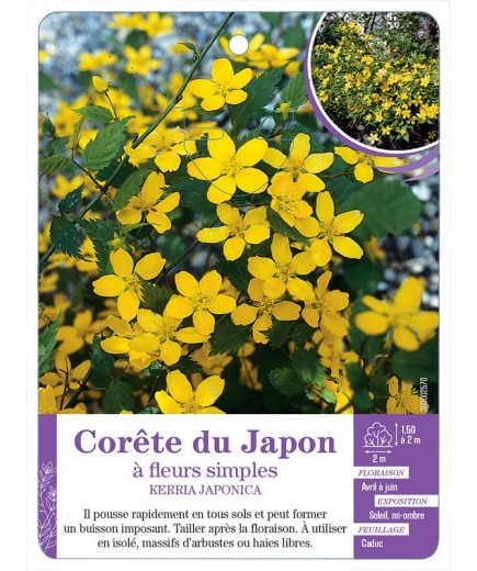 KERRIA JAPONICA voir Corête du Japon à fleurs simples (*)