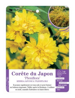 KERRIA JAPONICA PENIFLORA voir Corête du Japon