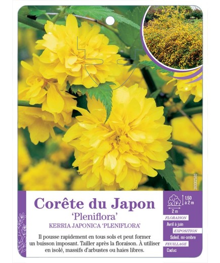KERRIA JAPONICA PENIFLORA voir Corête du Japon