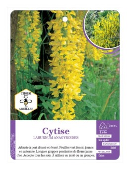 LABURNUM ANAGYROIDES voir Cytise (*)