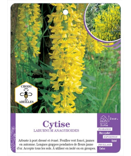 LABURNUM ANAGYROIDES voir Cytise (*)