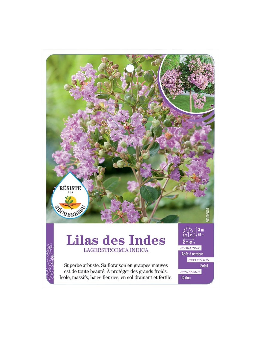 LAGERSTROEMIA INDICA voir Lilas des Indes (mauve) (*)